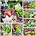 Shop Succulents | Assorted Collection of Live Succulent Cuttings, Hand Selected Variety Pack of Cut Succulents, All Cuttings are of Unique Varieties | Collection of 10 primary