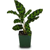 Josh's Frogs Calathea Prayer Plants (Rattlesnake)
