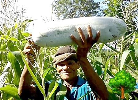 Amazon Com Tara Garden 50 Seeds Winter Melon Wax Gourd Thai