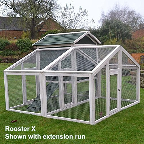 poulailler rooster x
