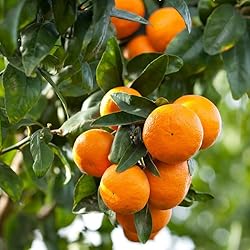 Aromatics International Mandarin (Red) Essential