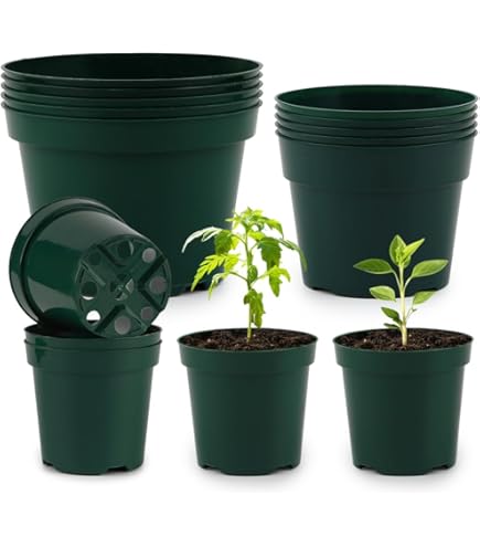 plant papaya in pot Hawaiian Papaya for sale from Florida