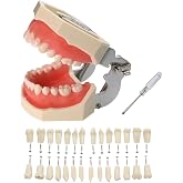 Dental Typodont Teeth Model, with Removable Teeth Compatible with Kilgore Nissin Type for Teaching, Practice and Study (28 Teeth Model with 28pcs Teeth)