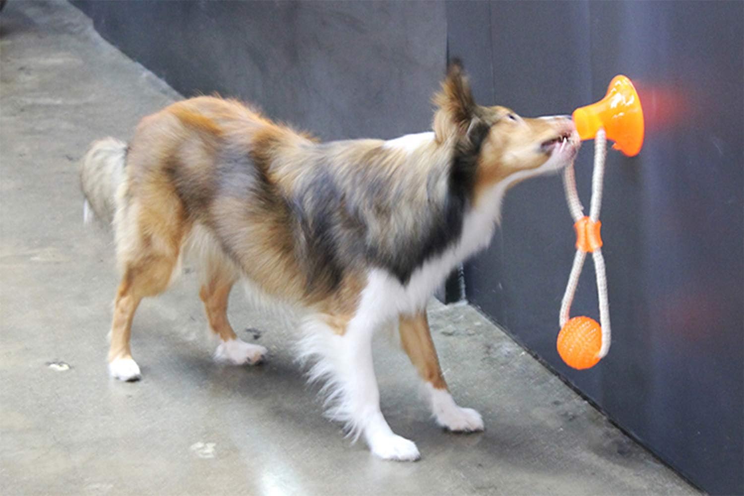 Dog Rope Toy with Ball - Self Playing Tug for War Dog Toy - Dog Suction Cup Toy with Ball Treat - Interactive Dog Rope Pull Toy - Multifunction Pet Molar Bite Toy for Small Medium Dogs