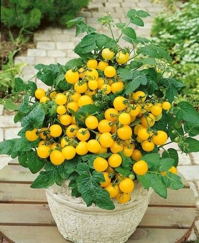 Arlo Vegetable seeds- Yellow Potted Cherry Tomato 30+ Seeds