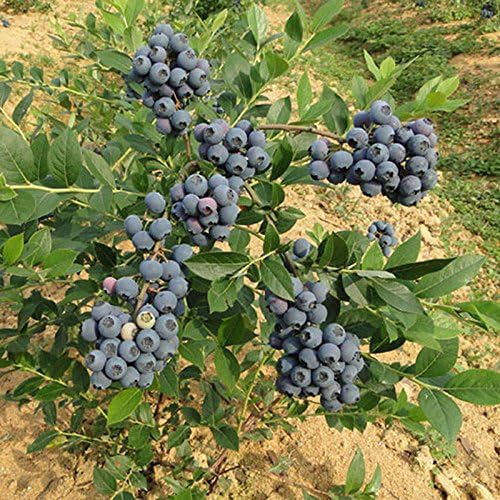 Blueberry Plant Large Berries Seeds Reliable and Heavy Cropping -60pcs