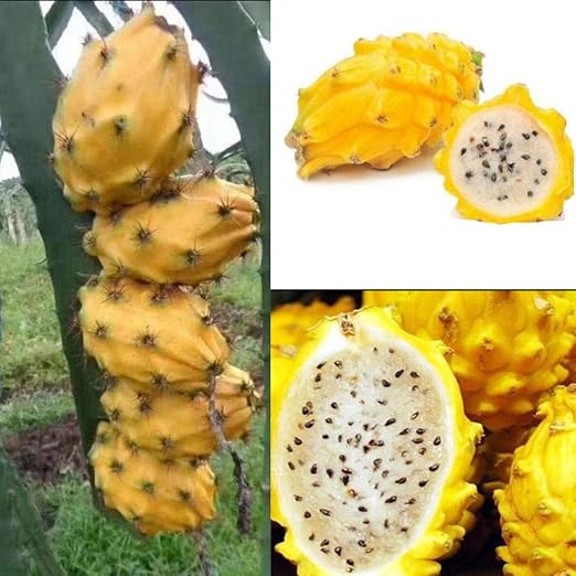 Semillas de Fruta de La Pitaya, 30pcs Semillas Frutales Comestible ...