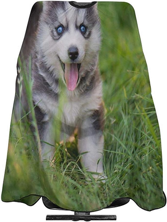 siberian husky haircut