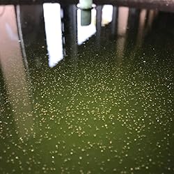 GreenWaterFarm Moina Macrocopa Eggs