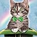 St Patrick's Day Cute Irish-themed Cat Lovers Rainbow T-Shirt