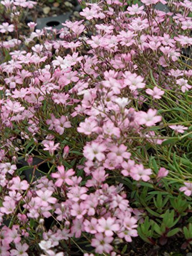 Pflanzensortiment Niedrige Blütenstauden für 4 m²