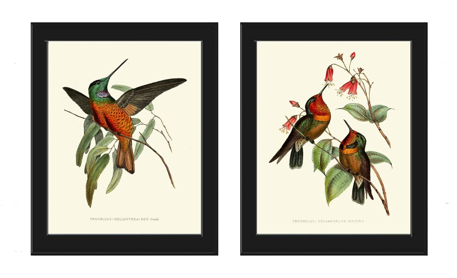 Hummingbird Wall Art Print Set of 2 Prints Beautiful
