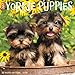Just Yorkie Puppies 2017 Wall Calendar