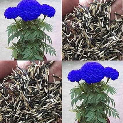 NooElec Seeds India Purple Blue Marigold Seed - 50 Seeds