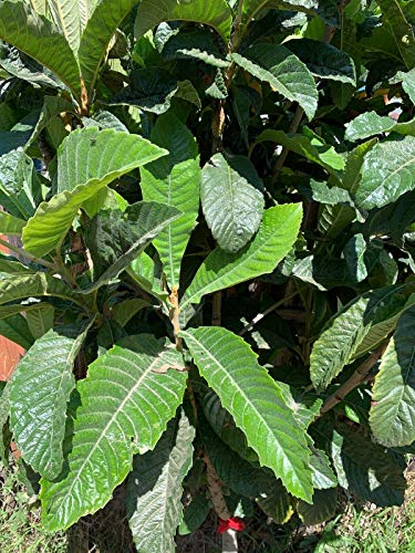 RubyShop724 15 Freshly Picked Organic Loquat Tree Leaves from a Very Fertile Tree