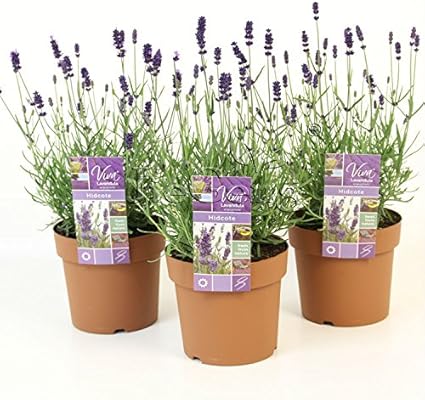 Lavande Hidcote Blue Seed 1 Paquet 10 Graines Lavandula Angustifolia Lavande Anglaise Flower Garden Livraison Gratuite Amazon Fr Jardin Lavande Hidcote Blue Seed 1 Paquet 10 Graines Lavandula Angustifolia Lavande Anglaise Flower Garden Livraison Gratuite Amazon Fr Jardin