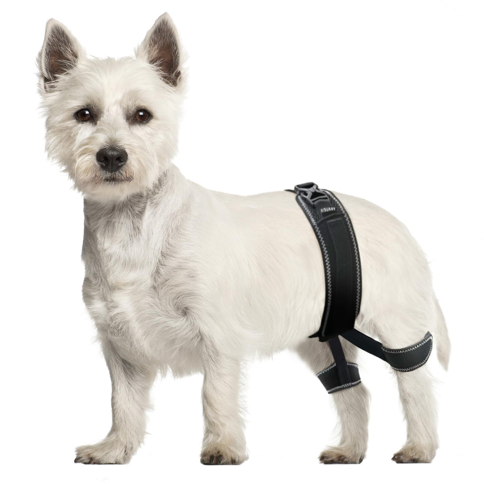 Photo 1 of CHAMIN Dog Hip Brace – Support Harness for Hip Dysplasia, Joint Pain Relief, Prevents Hip Joint Issues, Orthopedic Support for Dogs(Small)