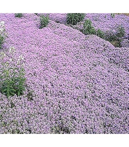 198g Creeping Thyme Mix Flower Seeds : Amazon.ca: Patio