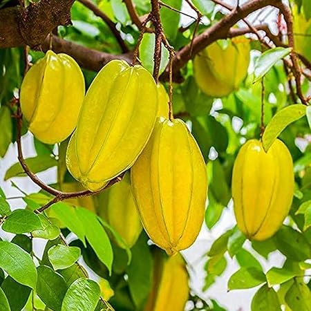 Creative Farmer Live Plant Carambola Star Fruit Tree (Indonesia Variety) - Home Garden Ornamental Fruit/Birambi/Carambola Plants For (1 Healthy Live Sweet Fruit Plant)