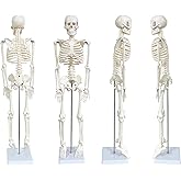 Human Skeleton Model for Anatomy, 33.4