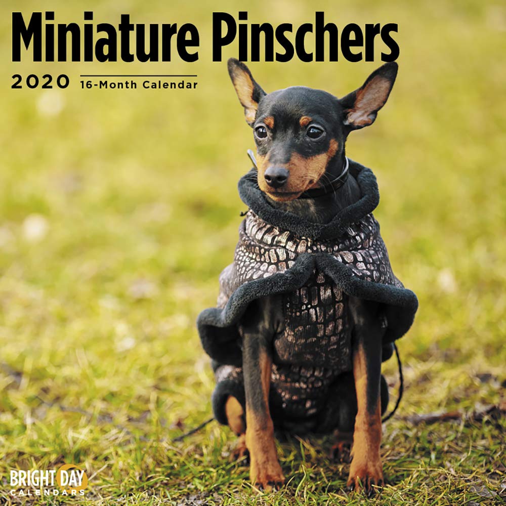 mini doberman pinscher