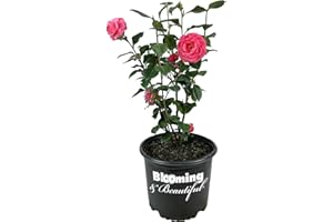 Blooming & Beautiful - Jerry Hill Camellia - 3 gal - Evergreen Shrub - Large, Deep Pink Blooms - Flowers Late Winter to Early Spring - Zones 6-9 - Camellia Japonica 'Jerry Hill' - 3 Gallon Pot