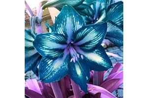 Amaryllis Bulbs, Hippeastrum, Amaryllis Bulbs, Indoor Potted Plants, Garden Decoration:Package Contatins Seeds