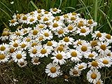 Seeds German Chamomile (Matricaria Chamomilla) Organic Herb Seed