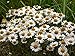 Seeds German Chamomile (Matricaria Chamomilla) Organic Herb Seed