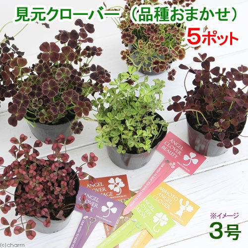 (観葉)見元クローバー(品種おまかせ) 3号(お買い得5ポットセット) 本州・四国限定[生体]