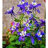 200PCS Purple Columbine Seeds Perennial Hummingbird Flower Seeds Heirloom