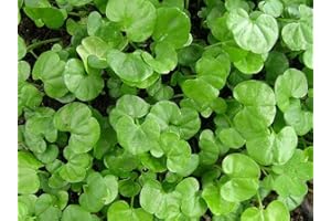 SEEDS2GO Dichondra Repens Grass Seeds - 1 Pound