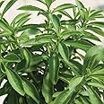 David's Garden Seeds Herb Stevia 25 Non-GMO, Heirloom Seeds