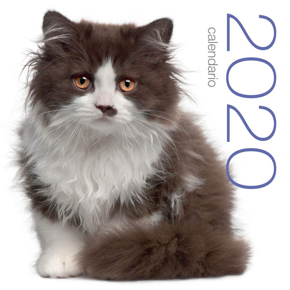 Cats 2020 Wall Calendar