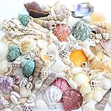 Fantastic Deals Set of 100 Assorted Natural Sea Shells Beach Ocean