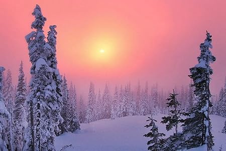 Amazon Co Jp A3 ポスター 冬の衰退針葉樹林雪だまりもみの木タイガ 壁紙ウォールステッカーポスター A3 4x297mm Generic