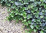 Jmbamboo - Thorndale English Ivy 48 Plants - Hardy Groundcover - 2 1/4