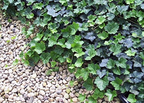 Jmbamboo - Thorndale English Ivy 48 Plants - Hardy Groundcover - 2 1/4 Jmbamboo - Thorndale English Ivy 48 Plants - Hardy Groundcover - 2 1/4