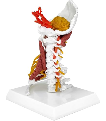 Anatomical Muscle Model Axis Scientific Life-Size Spine Model – Human ...