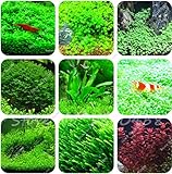Hot Sale! 1000 Pcs Aquarium Grass Seeds (Mix) Water Aquatic Plant Seeds Decoration Ornament Plantas Raras Cheap Aquarium Fish
