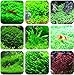 Hot Sale! 1000 Pcs Aquarium Grass Seeds (Mix) Water Aquatic Plant Seeds Decoration Ornament Plantas Raras Cheap Aquarium Fish