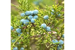 MYSEEDS.CO - BIG PACK SEEDS Cedar, Dogwood, Pine, Redwood, Spruce, Tree Seed by MySeeds.Co, You Choose The Color n Quantity (1 Pack, Eastern Red Cedar - Big Pack)