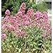 Herb Seeds - Valerian Red - 100 Seeds