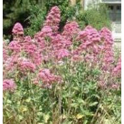 Herb Seeds - Valerian Red - 100 Seeds Herb Seeds - Valerian Red - 100 Seeds