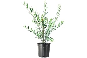 FLORIDA FOLIAGE Arbequina Olive Tree - Beautiful Live Plant - 6 Inch Pot - Grow Your Own Olives Indoors - Olea Europaea
