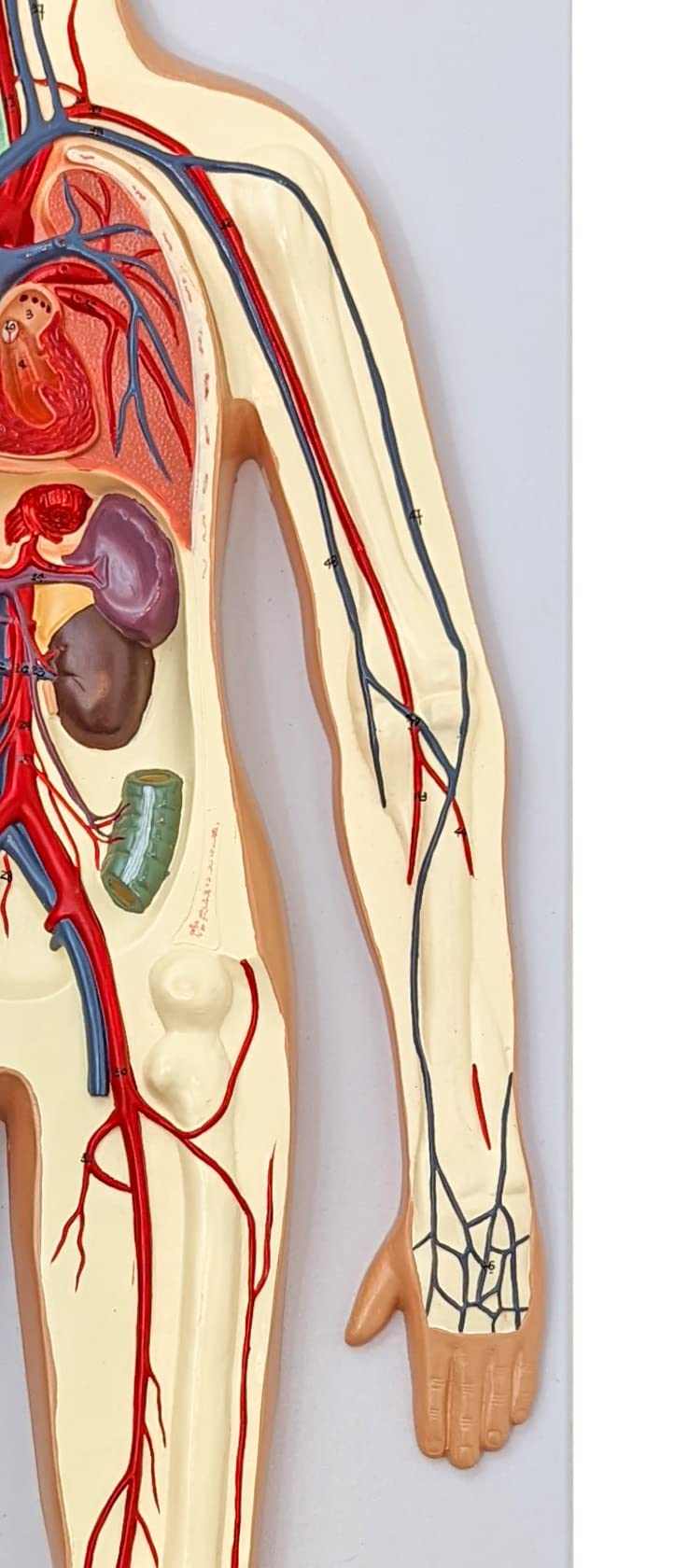 Axis Scientific Human Circulatory System Model, Half Life-Size, Realistic, Detailed Arteries and Veins Model with Thoracic Organs, Includes a Product Manual