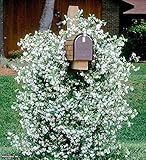 *FRAGRANT* STAR JASMINE VINE *25 seeds*RARE*showy*#1014