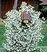 *FRAGRANT* STAR JASMINE VINE *25 seeds*RARE*showy*#1014