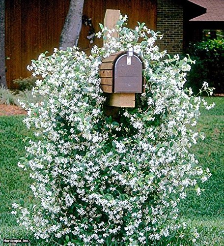*FRAGRANT* STAR JASMINE VINE *25 seeds*RARE*showy*#1014