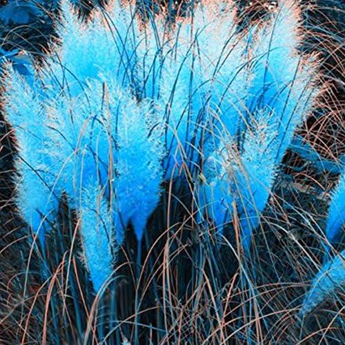 Dyyicun12 1000Pcs Pampas Grass Cortaderia Selloana Flower Rare Reed Seeds Garden Plant Blue